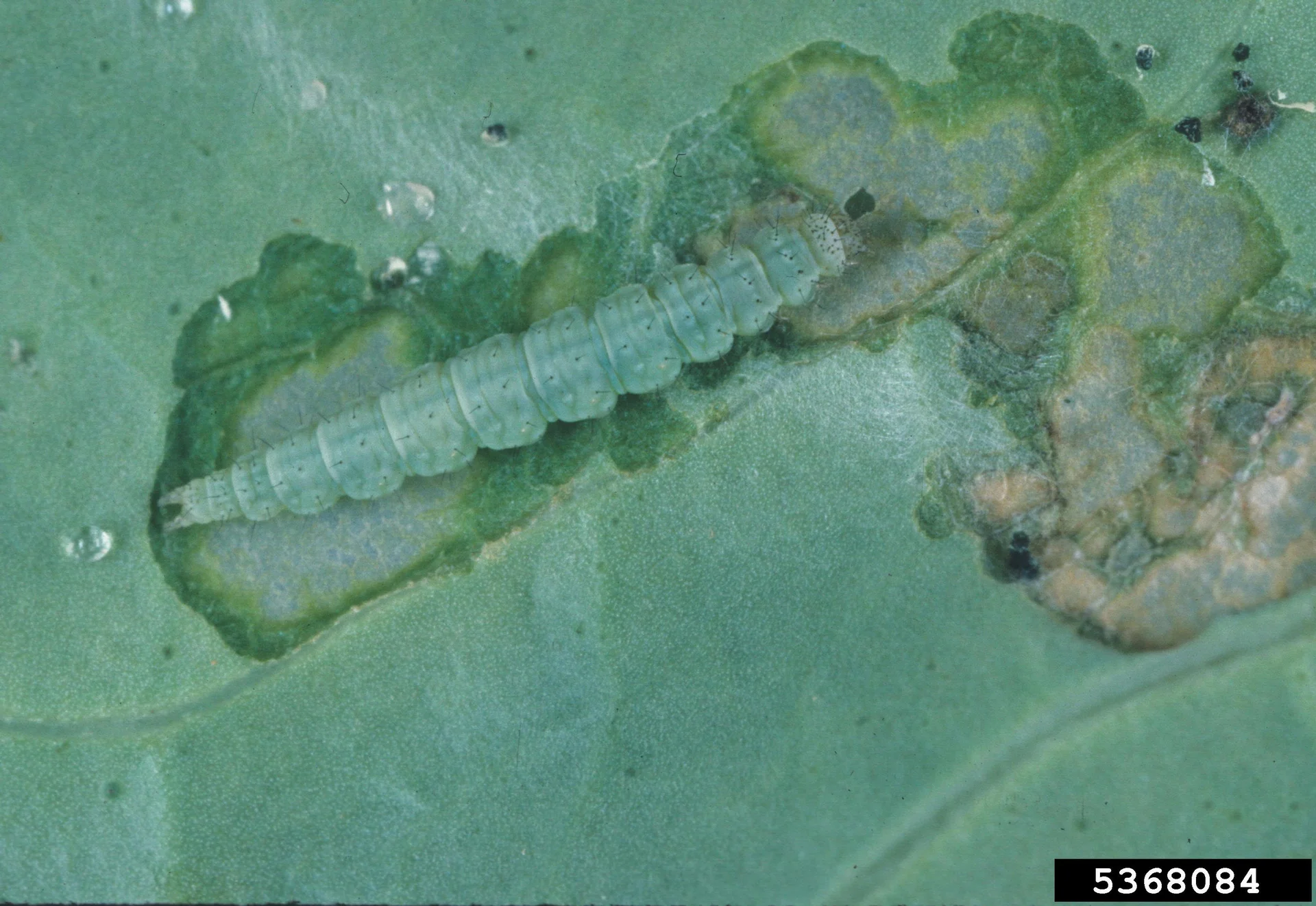 Pale-green diamondback moth caterpillar on a cabbage leaf, surrounded by scraped 'window' feeding damage
