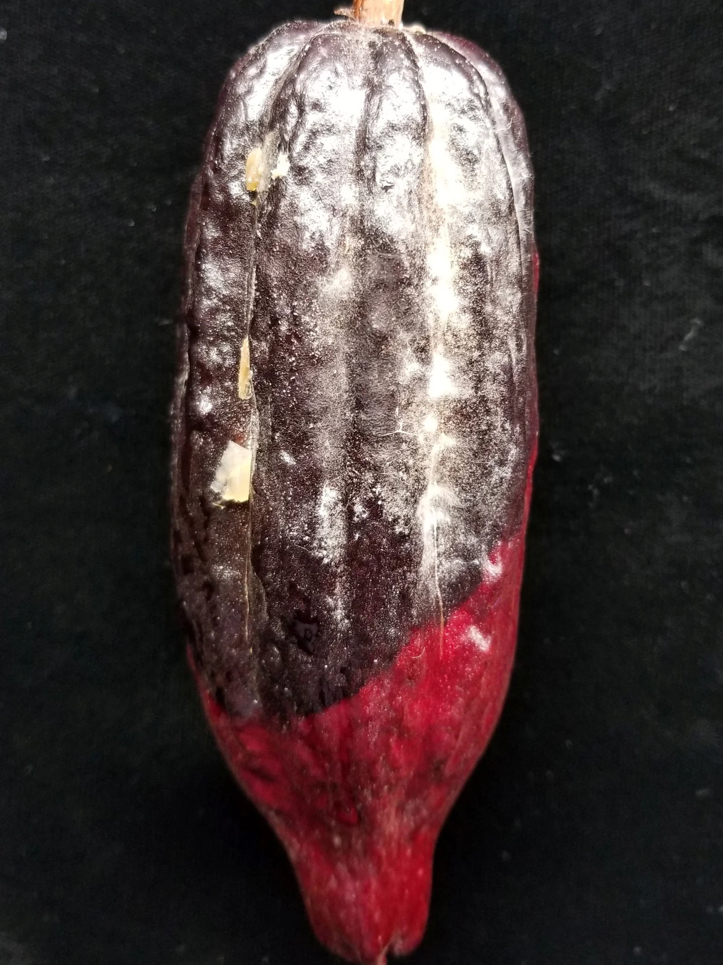 A cocoa pod with black pod rot: the lower half is turning black and is dusted with a white powdery mould bloom, while the tip is still healthy red.