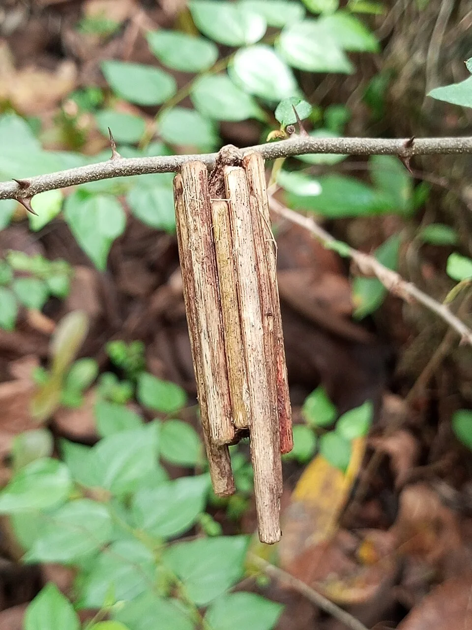 Bagworms