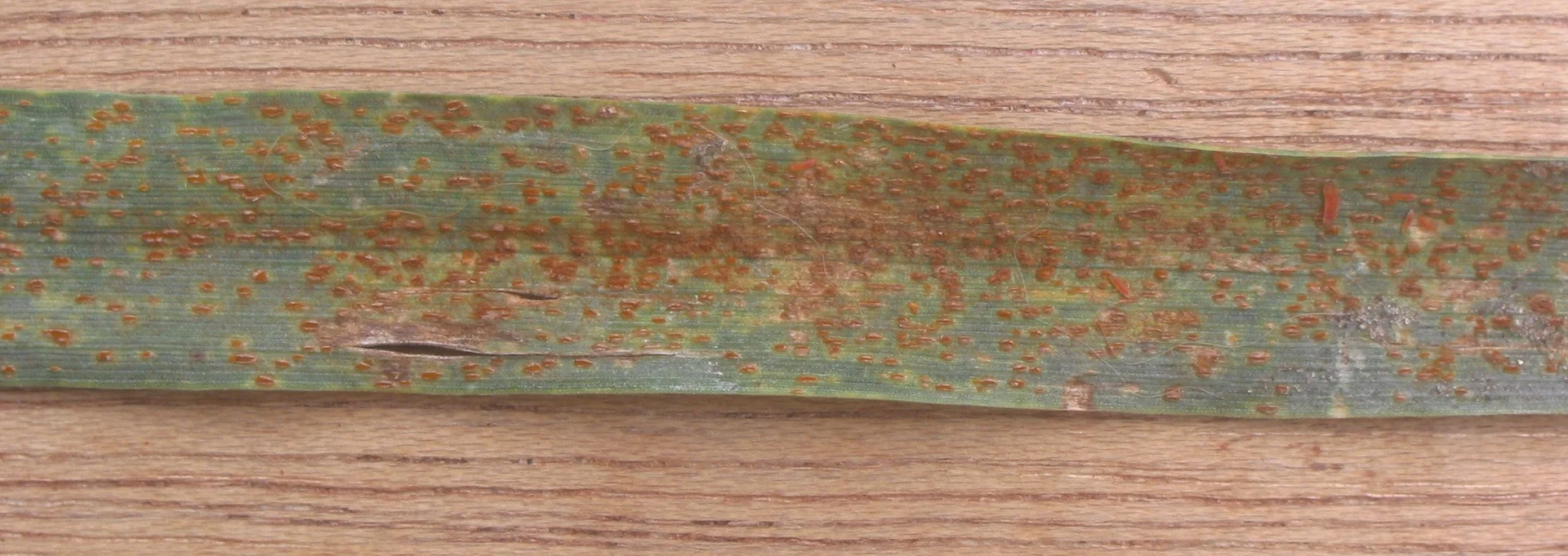 Close-up of a single grass leaf blade densely covered in raised rusty-brown powdery rust pustules erupting through the surface