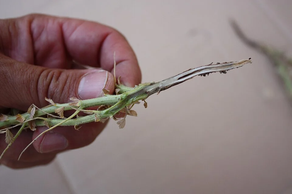 Root rot