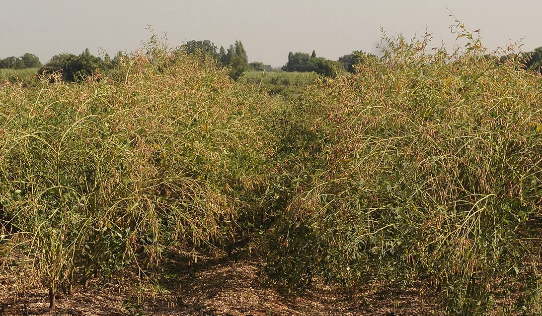 A field of pigeon pea (arhar) bushes in rows, laden with drying pods