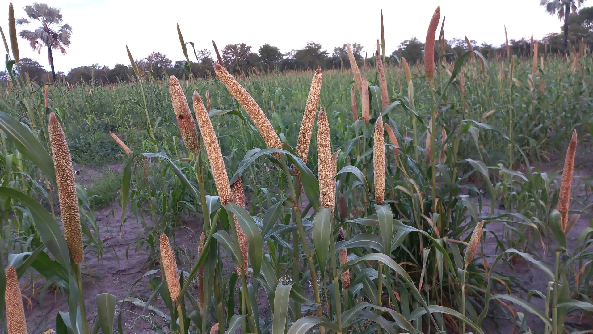 Pearl millet plants in a field, each carrying a thick cylindrical candle-like head, on sandy soil in northern Namibia