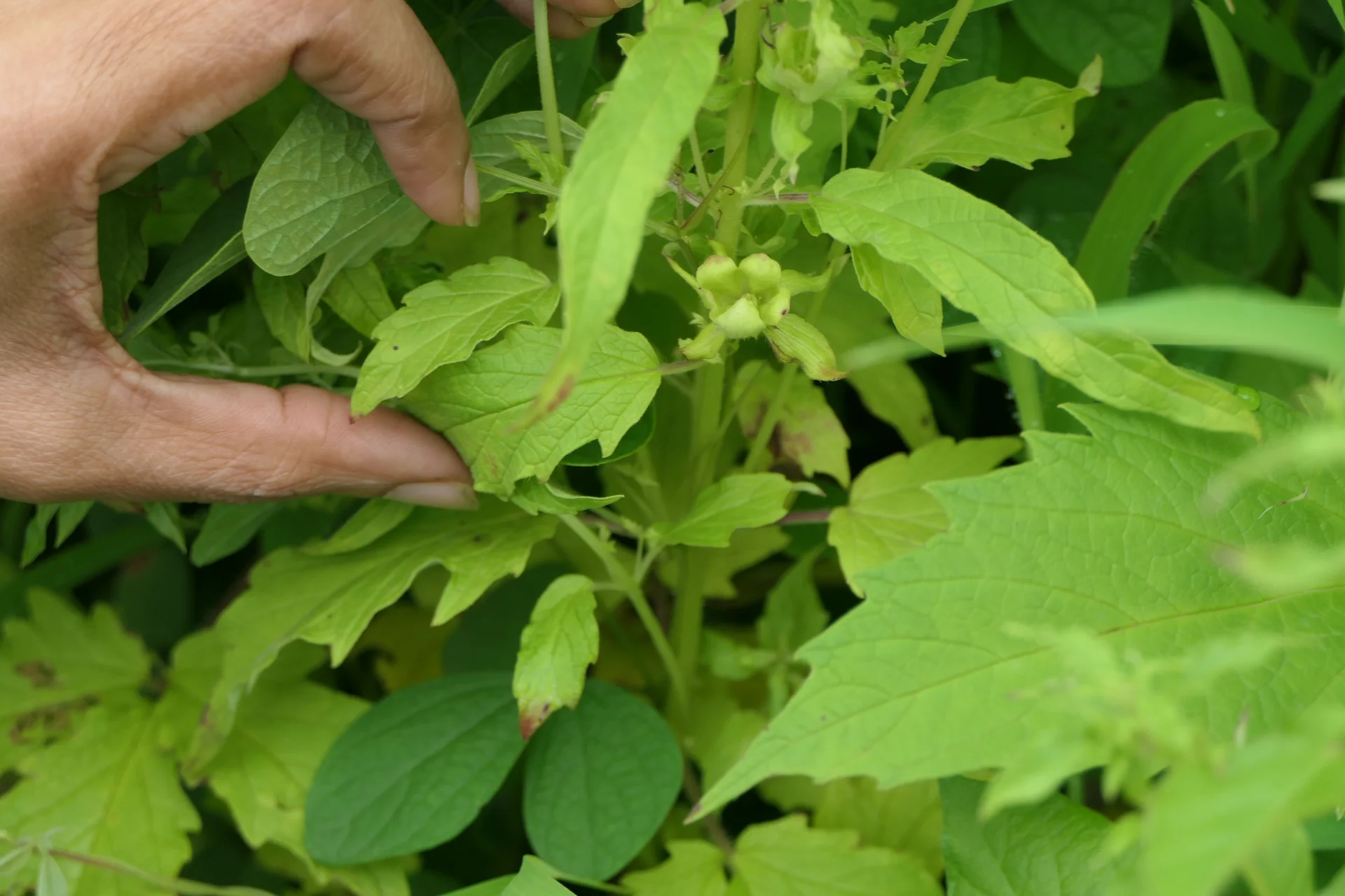 A hand holding up a sesame plant with phyllody: where a flower should be, the bloom has turned into a green leafy tuft of small malformed leaves instead of a normal flower and seed capsule