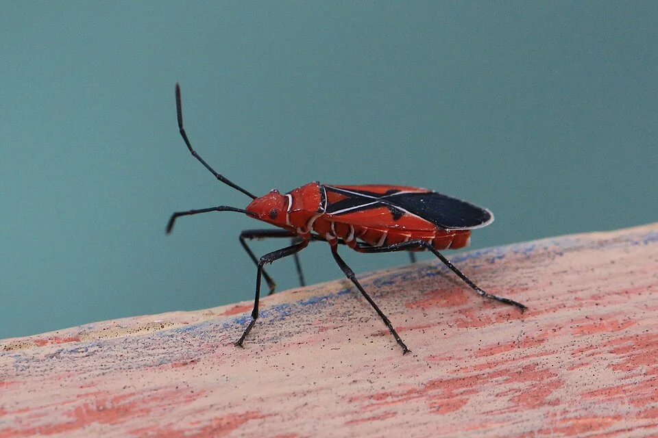 Cotton stainers
