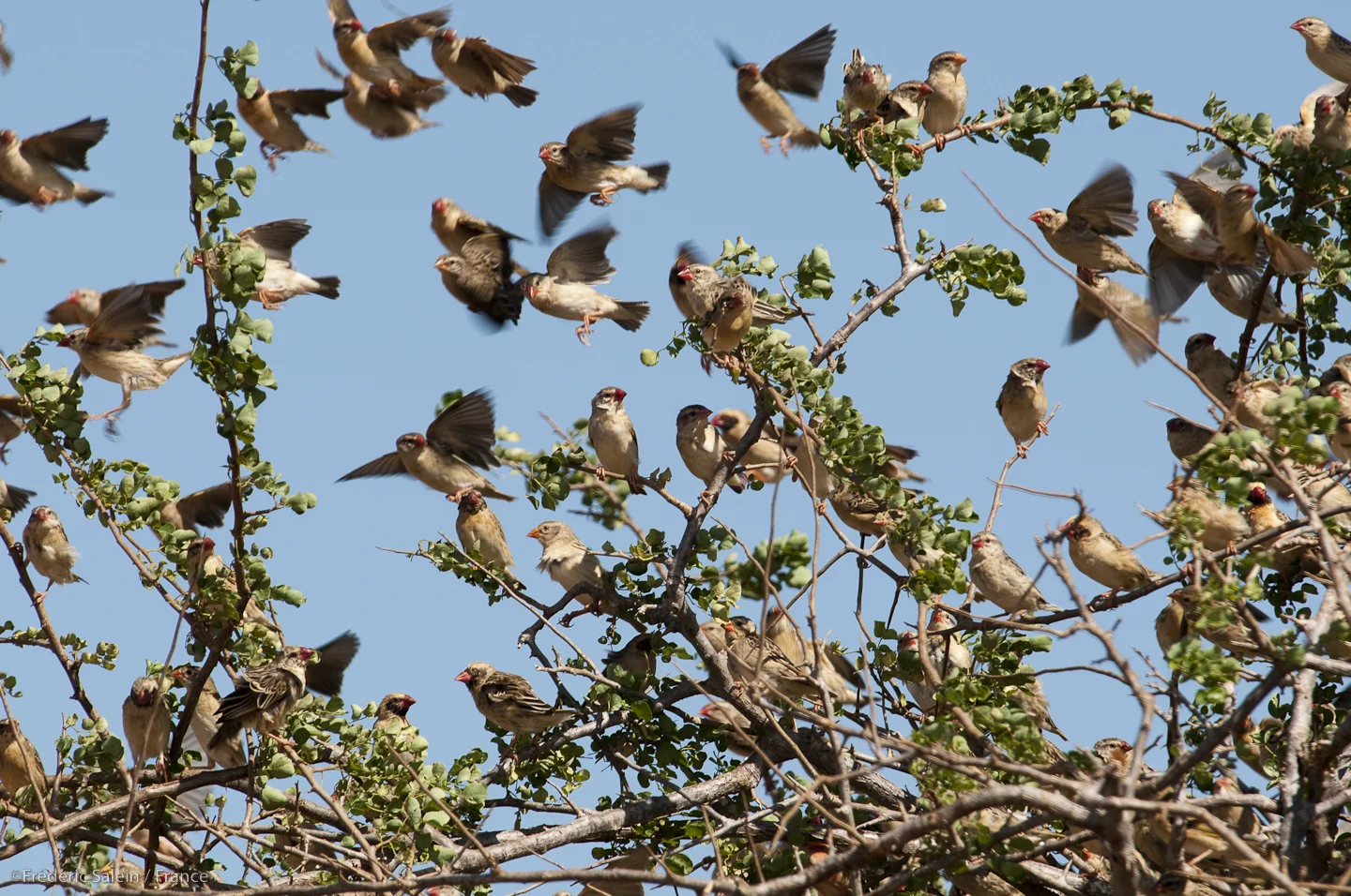 A flock of red-billed quelea, many with red beaks, bursting out of a bush together