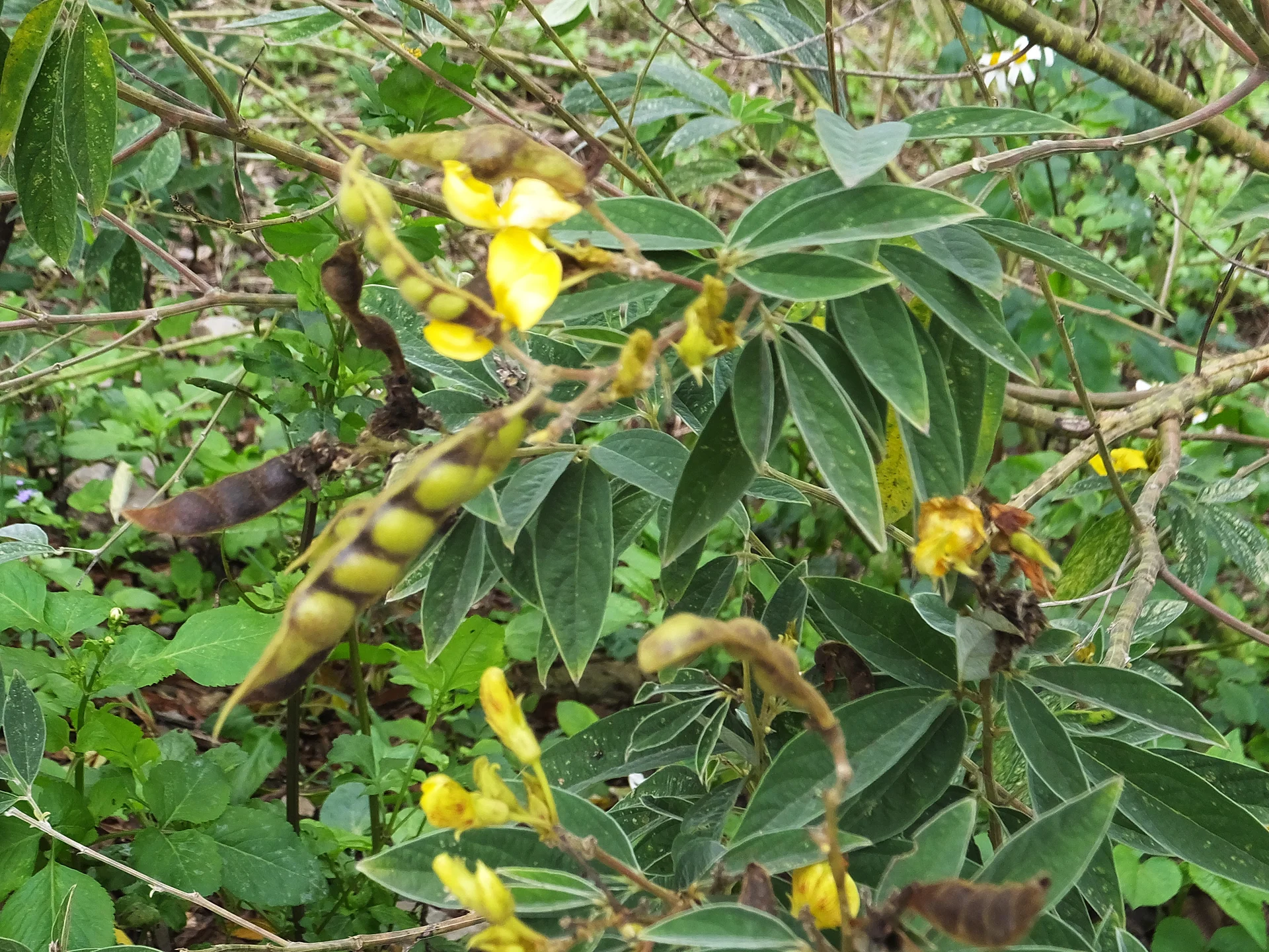 Close-up of a healthy pigeonpea plant carrying yellow flowers and green seed-filled pods — the flowering and podding that a sterility-mosaic-infected plant fails to produce even while it stays green and leafy.