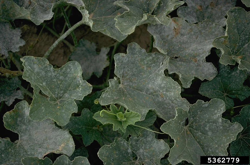 Powdery mildew