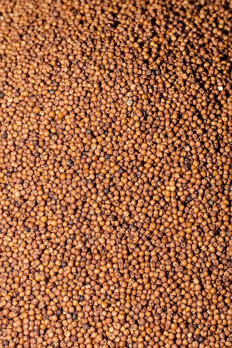 Finger millet