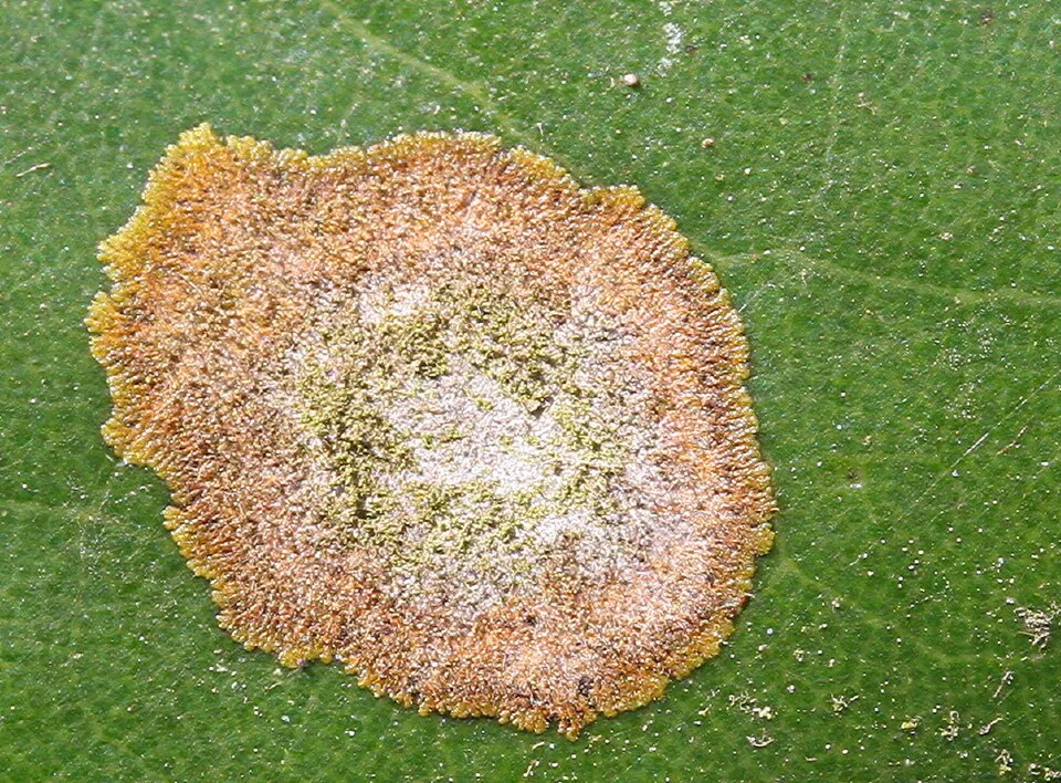 Algal leaf spot