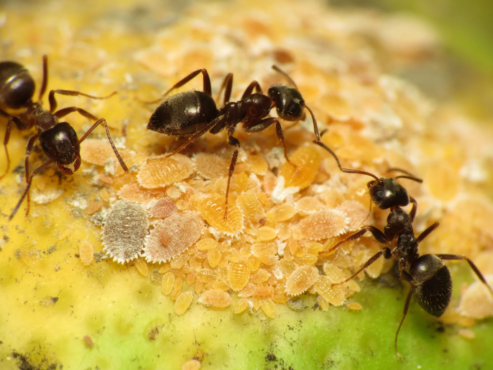 Close-up of ants tending a colony of white, waxy mealybugs — the sap-sucking insect and its ant partners that together spread mealybug wilt.