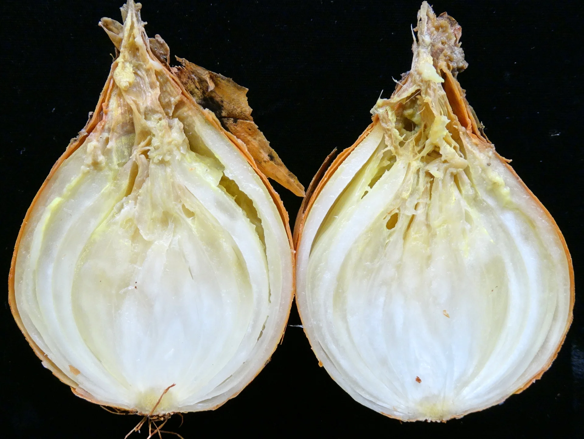 Onion cut in half showing soft-rot collapse and browning of the inner scales at the neck
