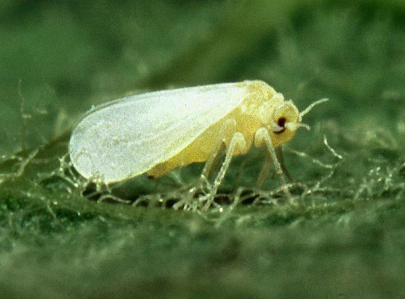 Close-up of a single adult whitefly, pure white with moth-like wings held roof-like over its back, resting on a leaf