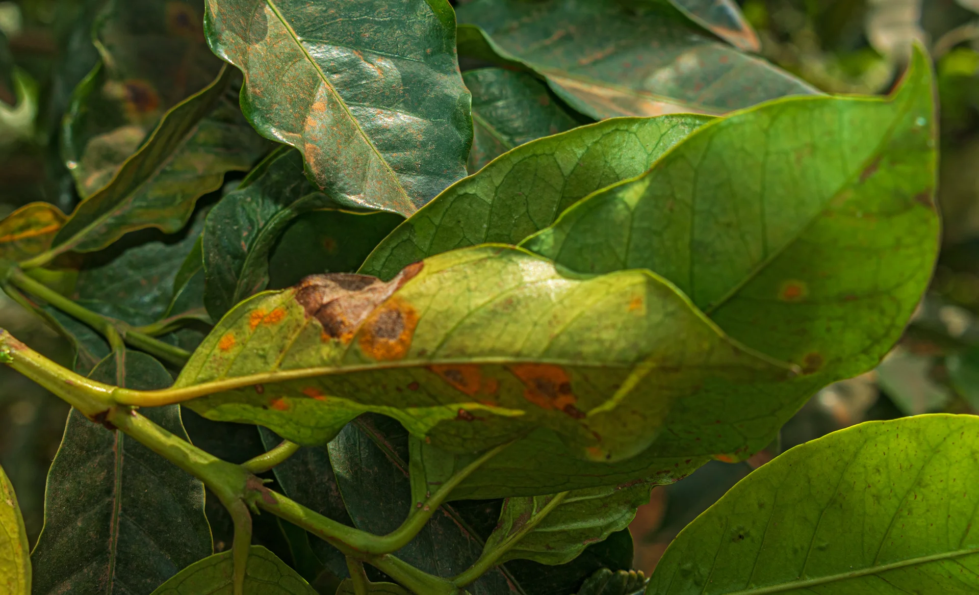Coffee leaves on the bush with orange rust pustules and brown dying patches, Kiambu, Kenya
