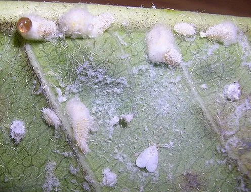 Papaya mealybug