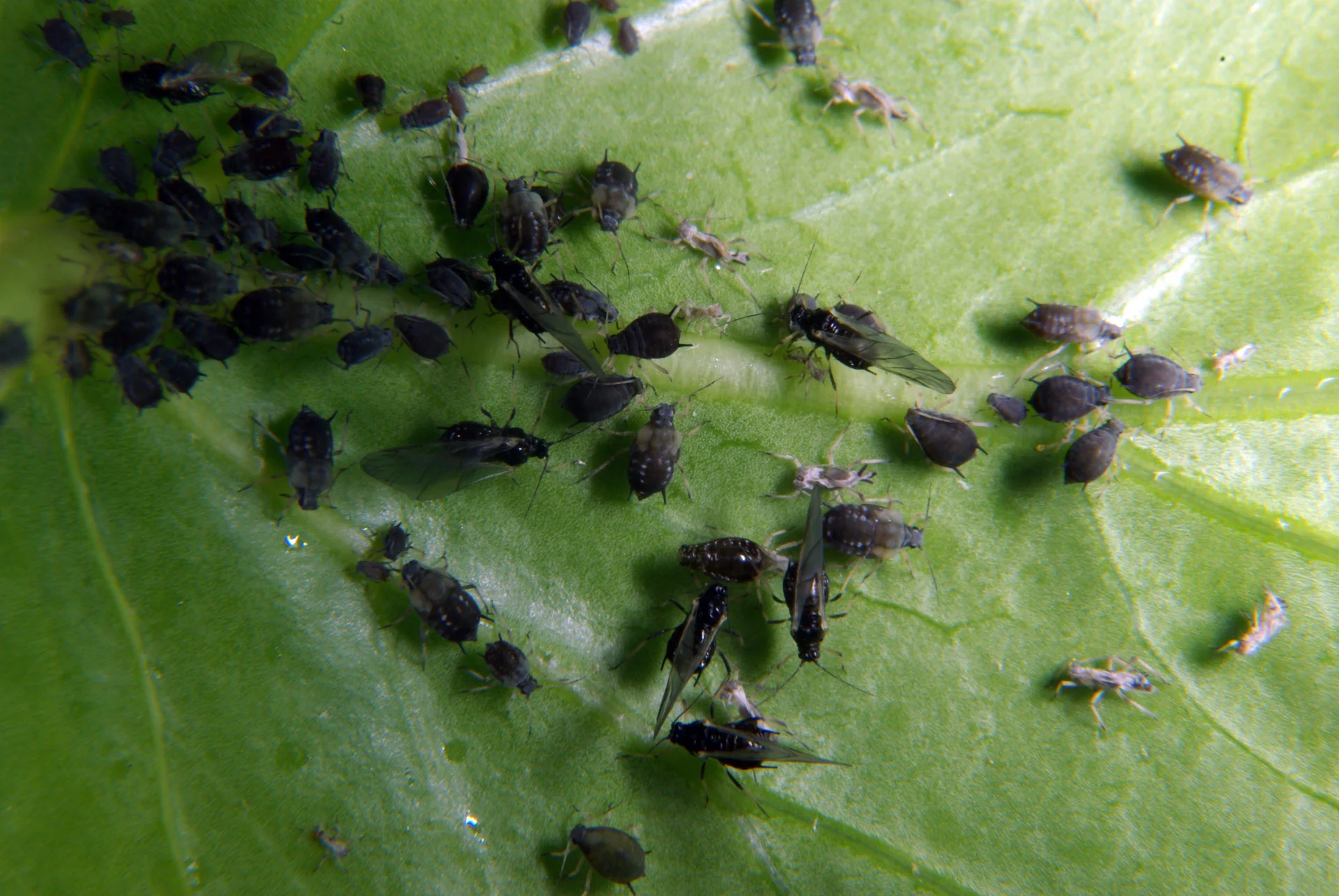 Dense colony of shiny jet-black cowpea aphids packed on a leaf, with grey dusty young nymphs and a few winged adults