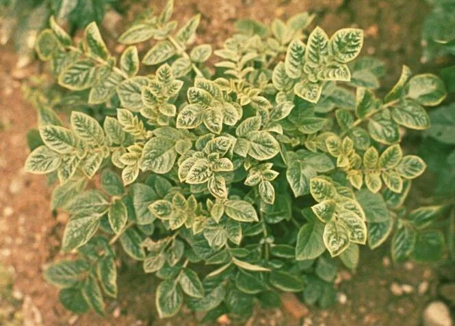 Potato virus