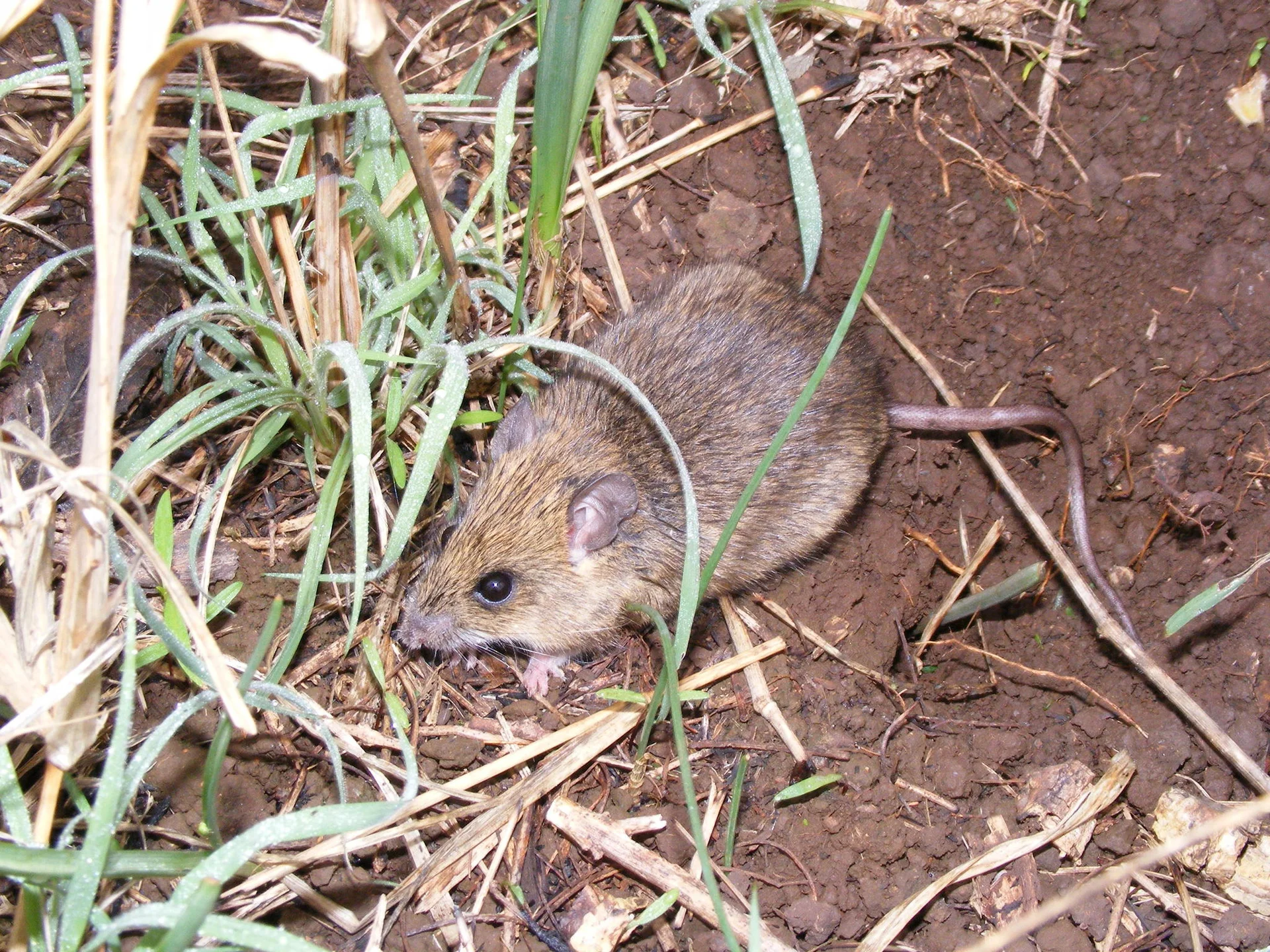 Multimammate rat (Mastomys natalensis), the common African grain rat, on the ground amid grass and crop stubble at a field edge