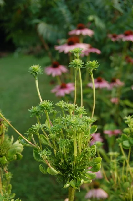 Phyllody: green leafy tufts and bunched broom-like shoots erupting where flowers should be, with a healthy pink bloom behind for contrast
