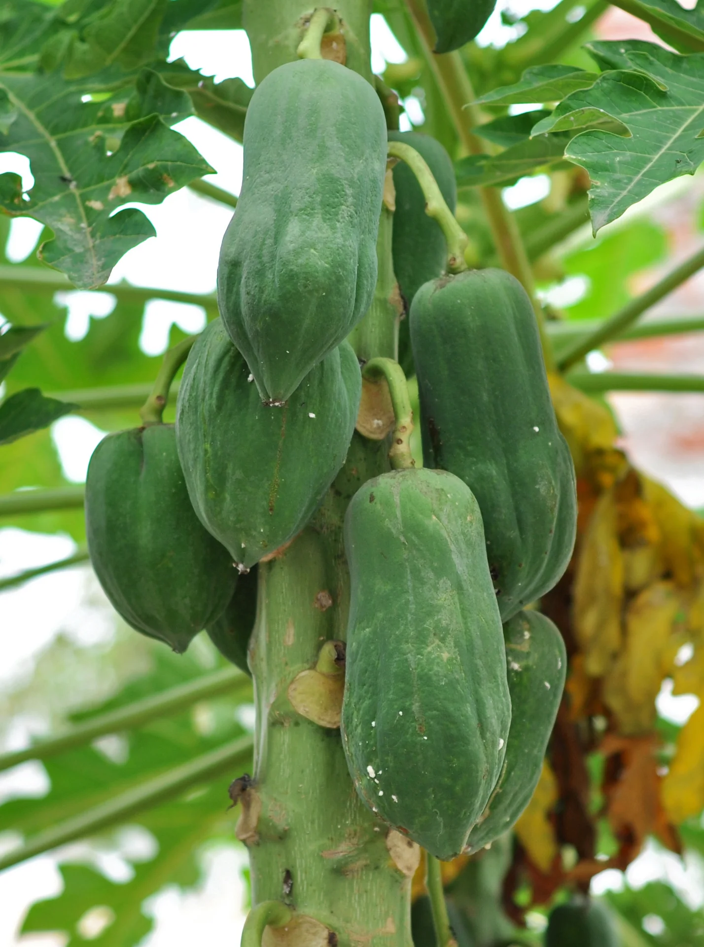 Cluster of green papaya fruit growing on the trunk of a papaya tree