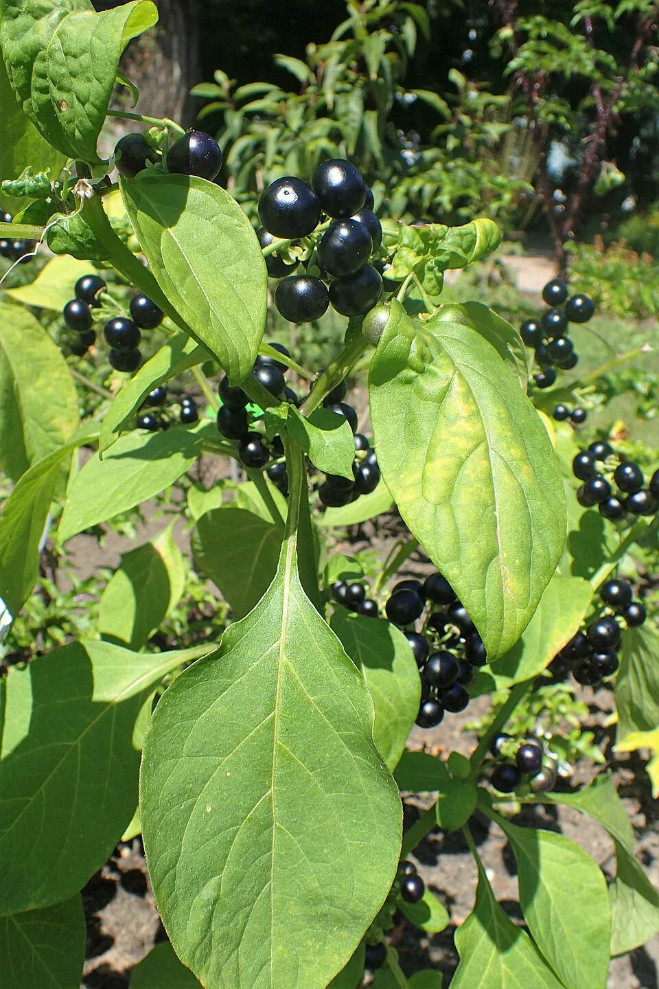 African nightshade