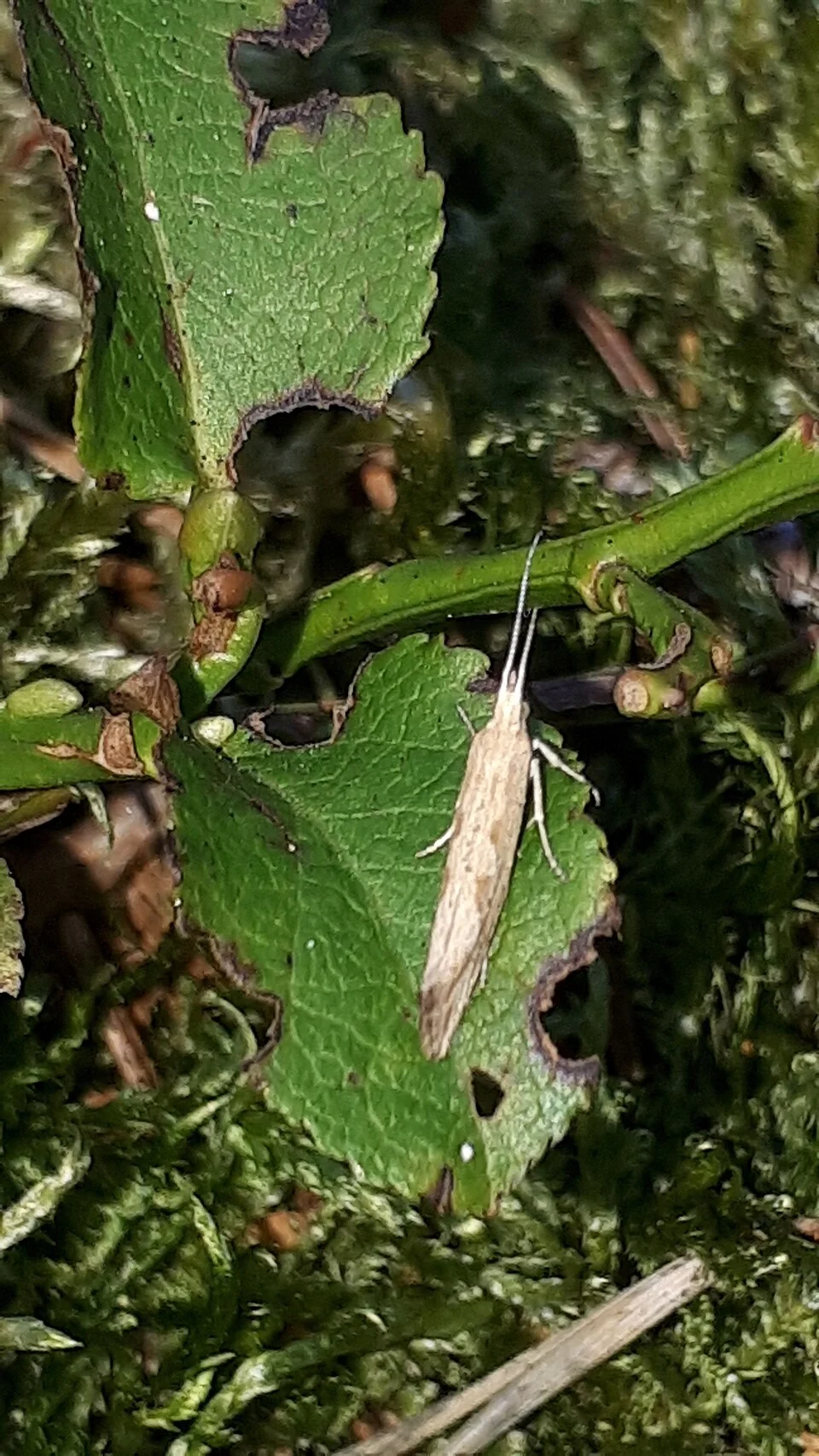 Diamondback moth
