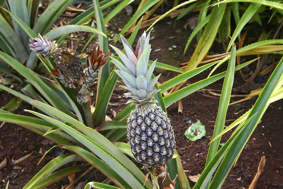 Pineapple