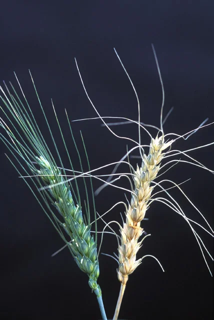A healthy green wheat head next to a bleached, straw-coloured head killed by Fusarium head blight (scab)
