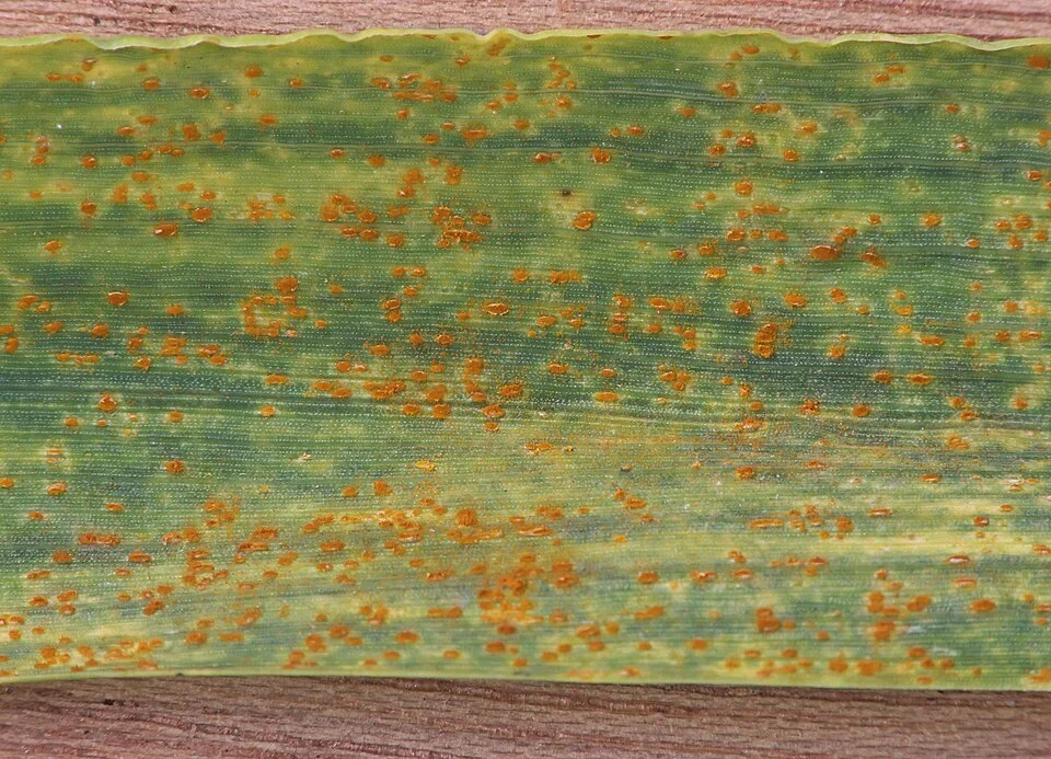 Leaf rust