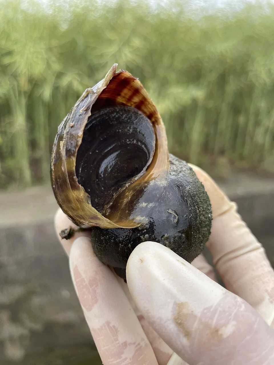 Golden apple snail