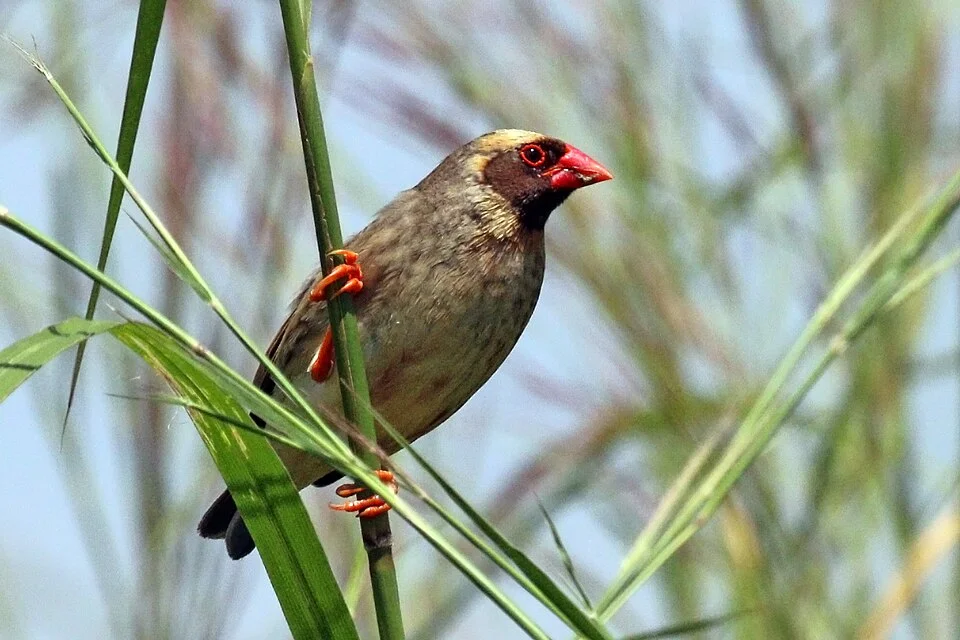 A red-billed quelea, a small sparrow-sized brown bird with a bright red beak and black face mask