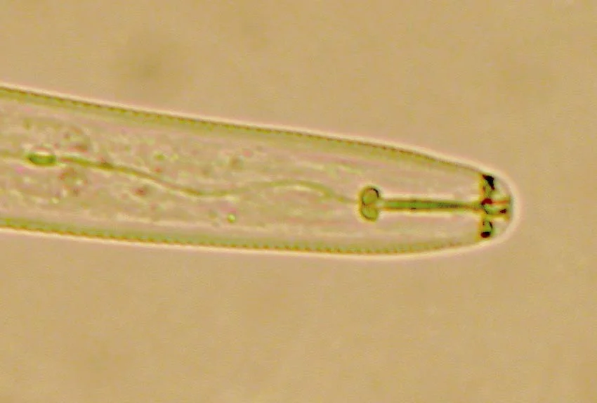 Burrowing nematode
