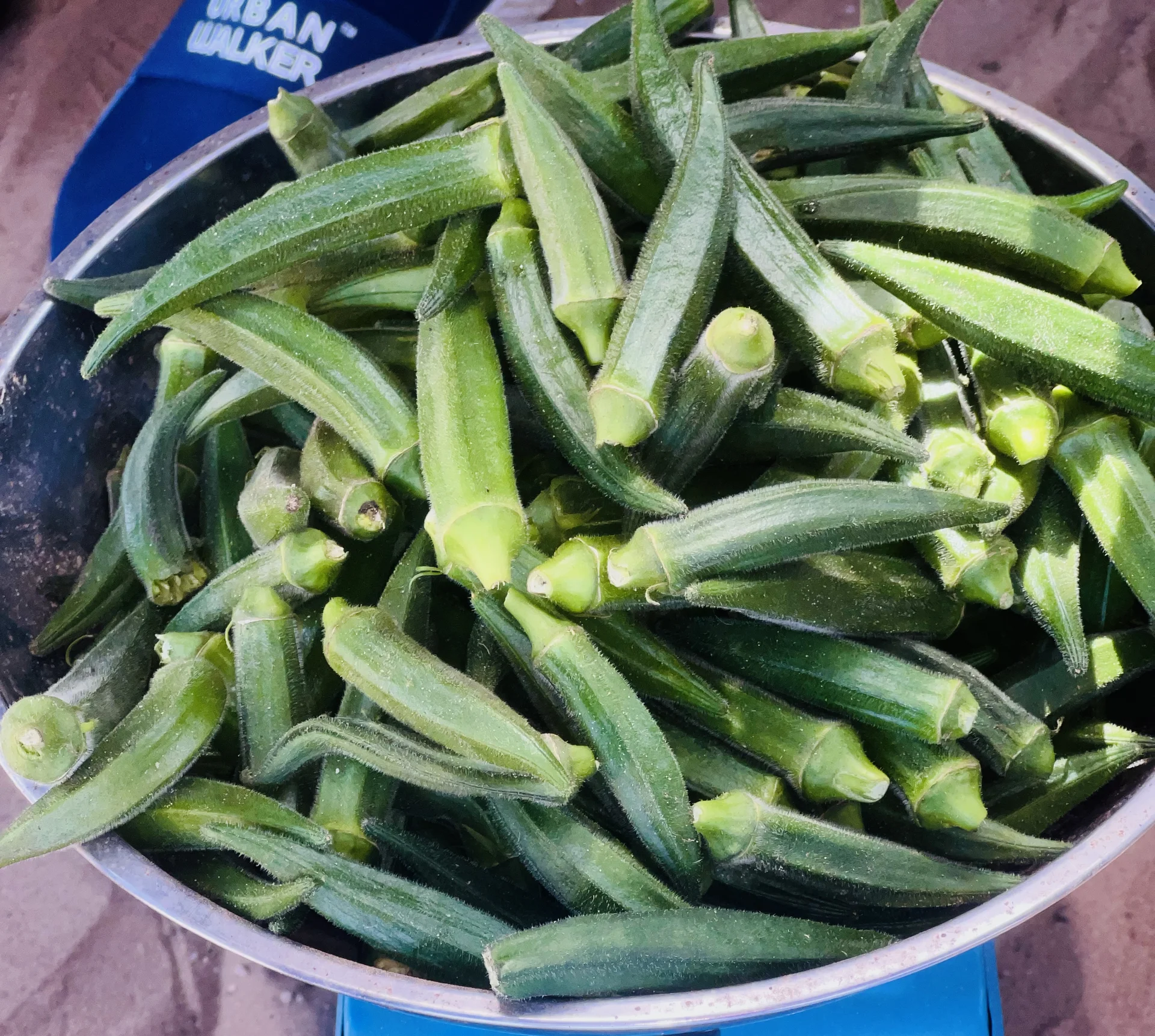 A bowl of freshly harvested tender green okra pods (lady's fingers)