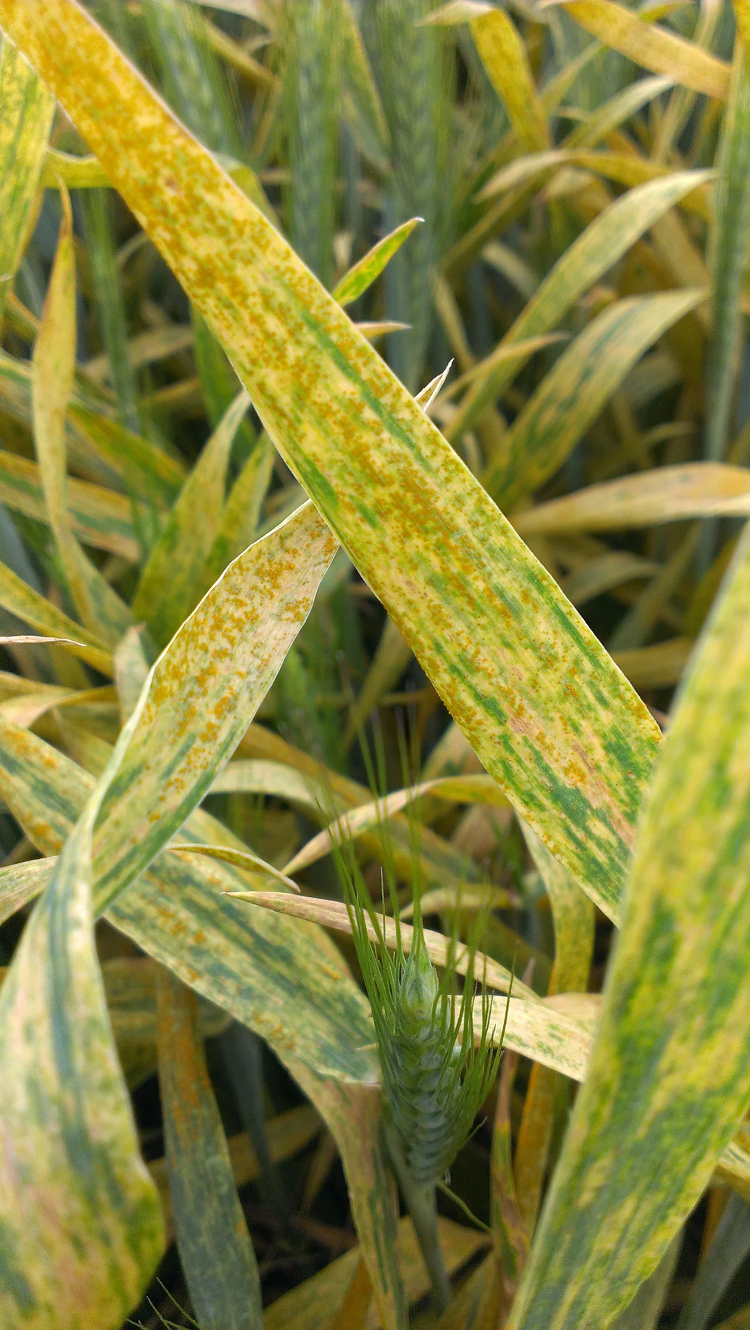 Yellow rust stripes yellowing wheat leaves in the field, with a green head below