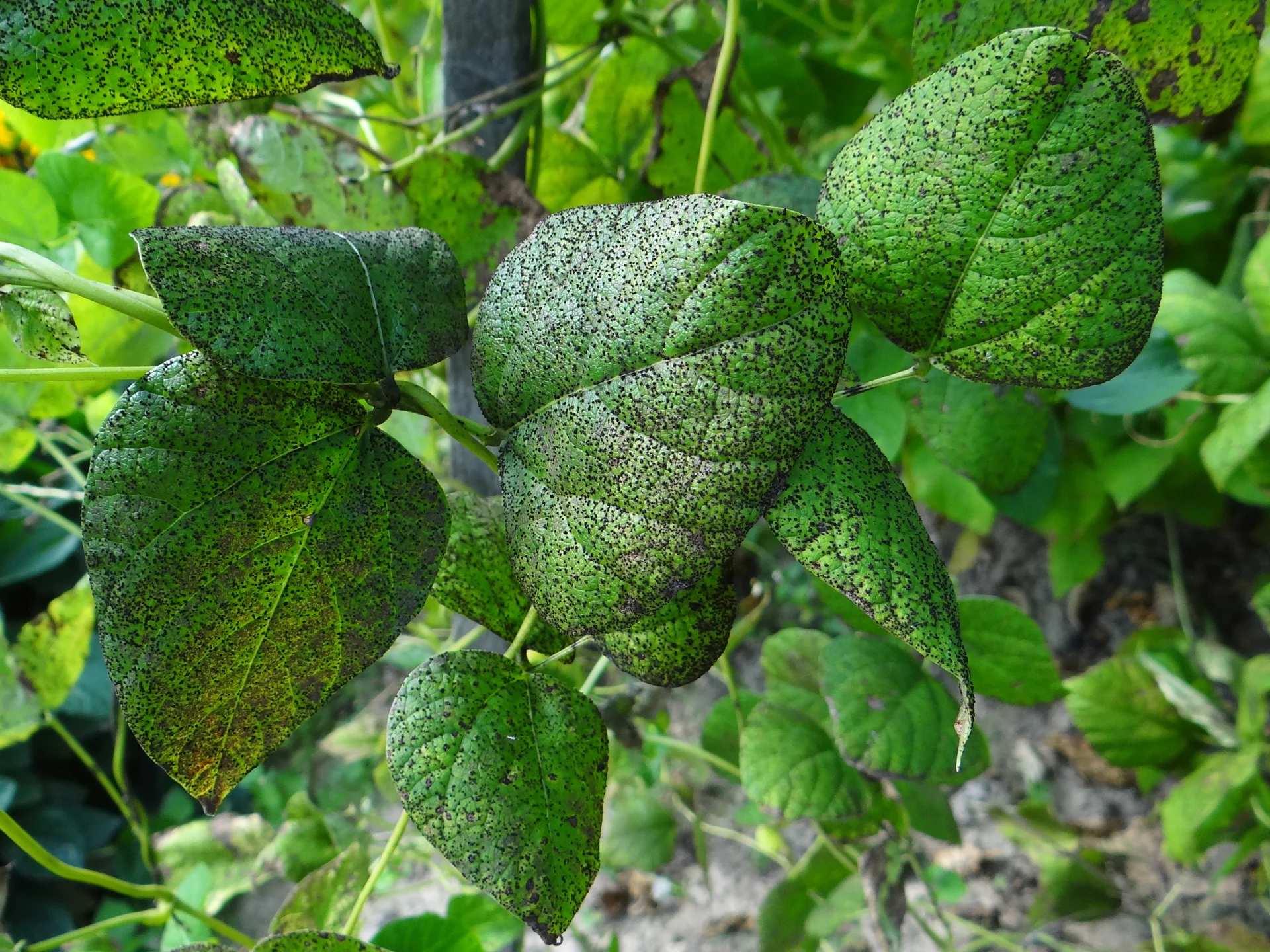 A bean plant in the field with its leaves heavily covered in rust pustules in a severe outbreak
