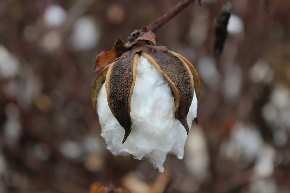 Cotton