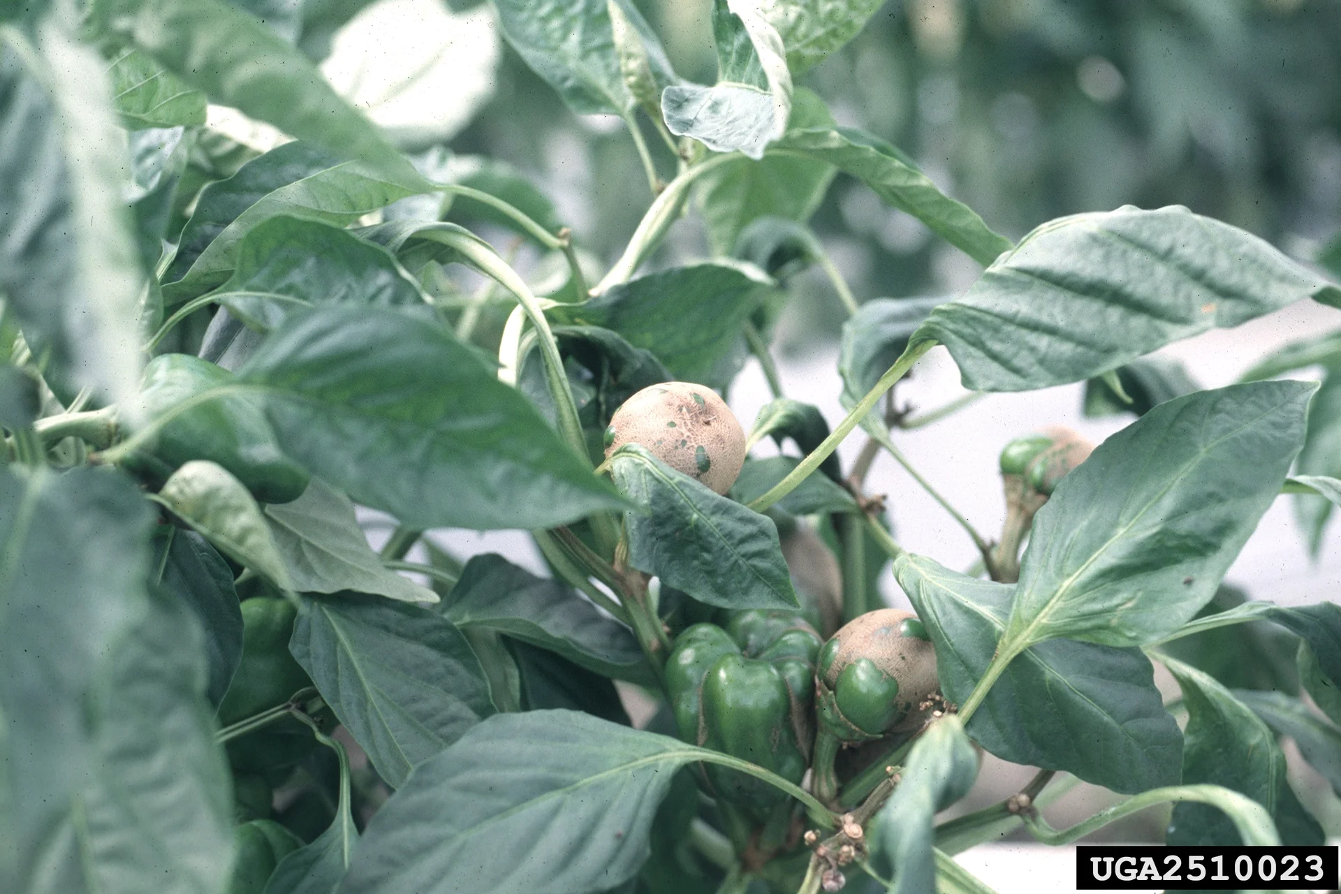 Bell pepper fruit scarred with rough, corky grey-brown russeting from broad mite feeding, on the plant in the field