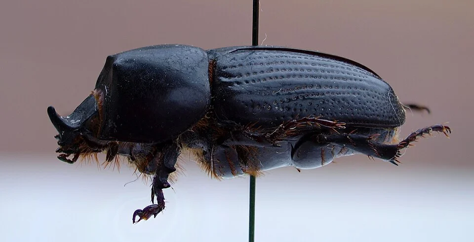 Taro beetle