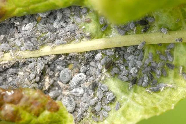 Cabbage aphid