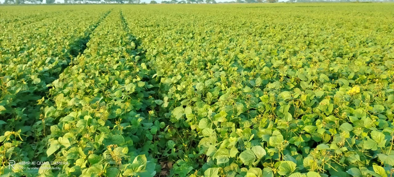 A field of green gram plants in full leaf.