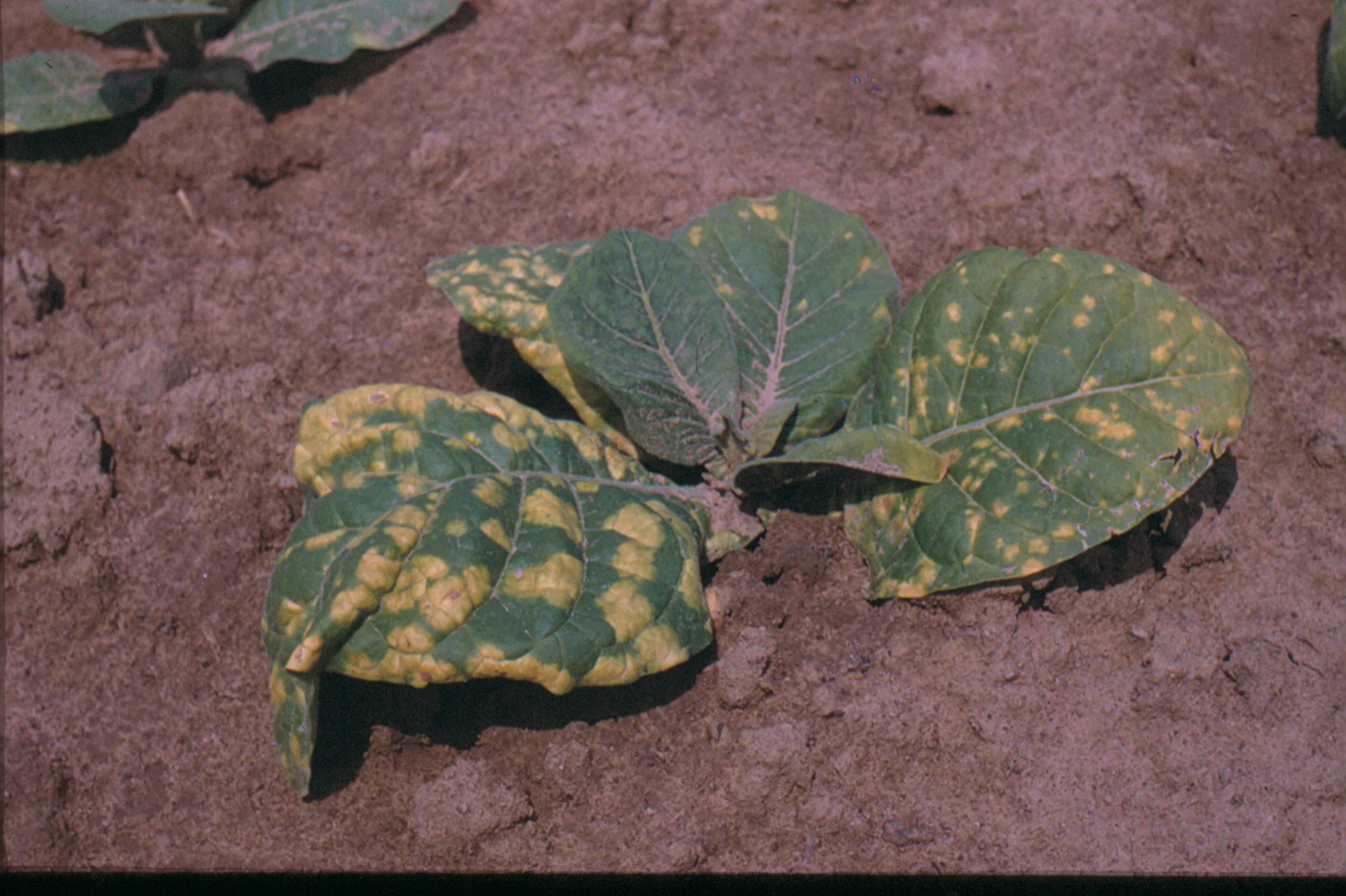Young tobacco plant in the field with pale yellow blotchy spots on the tops of its leaves, an early sign of blue mould
