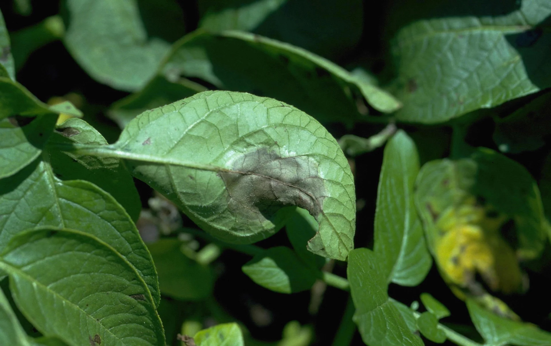 Water-soaked brown late-blight lesion with grey-white downy mould on a potato leaf in the field
