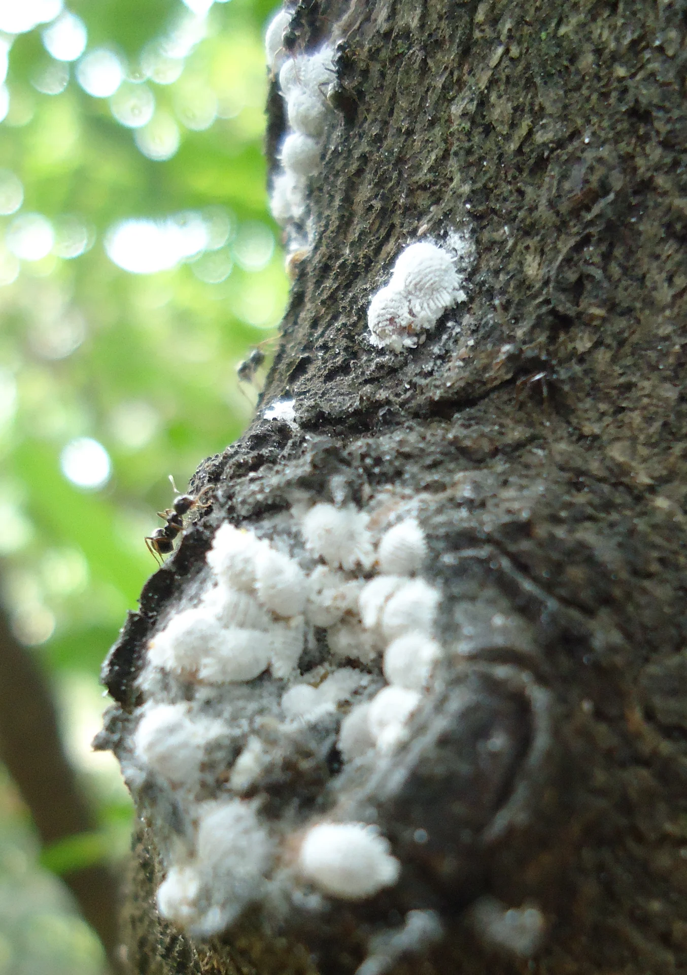 Clusters of white, cottony, waxy mealybugs on a plant with an ant among them — the pin-head specks a farmer finds in leaf crotches and at the plant base.