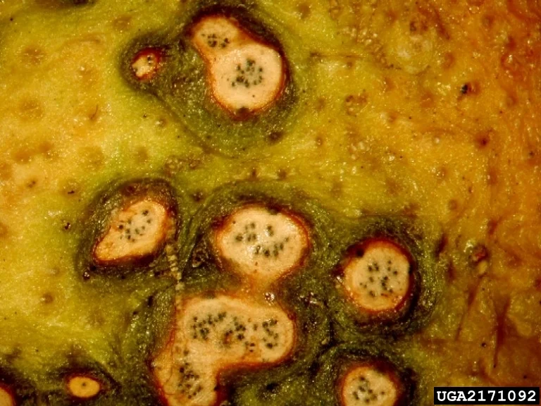 Close-up of citrus black spot hard-spot lesions with sunken pale centres, dark rings and tiny black dots on the rind