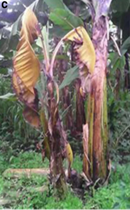 Banana plant in the field killed by Xanthomonas wilt — leaves collapsed and turned golden-brown, pseudostem browning and rotting