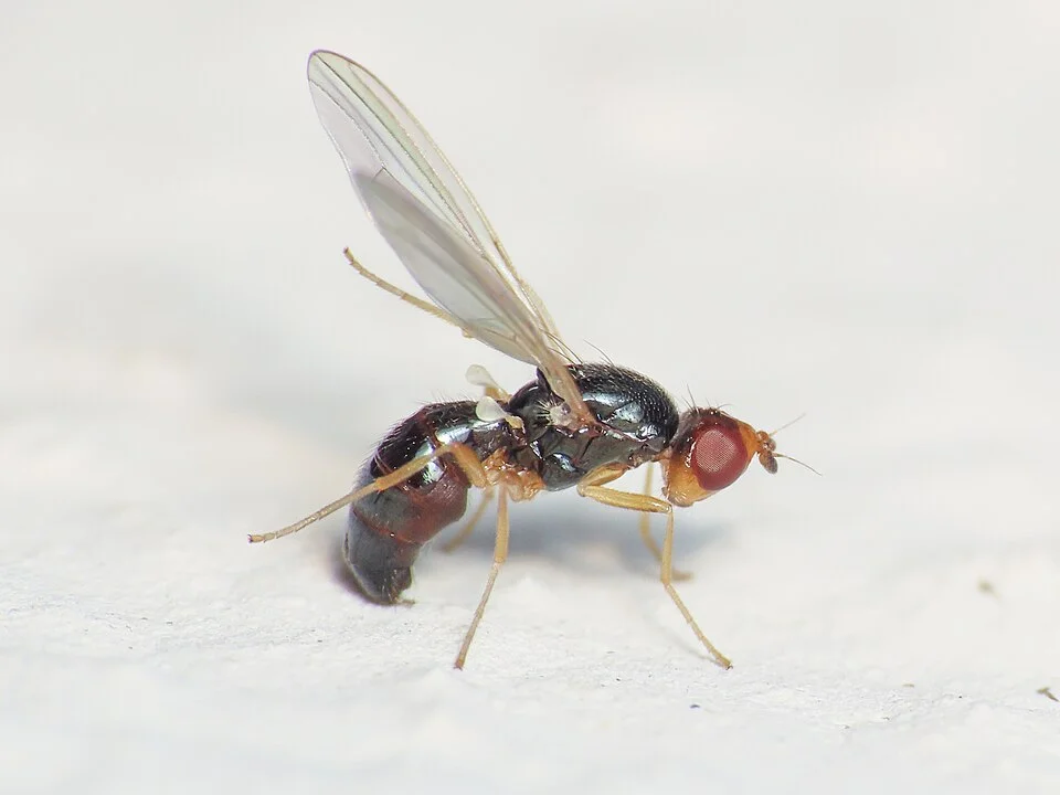Carrot fly