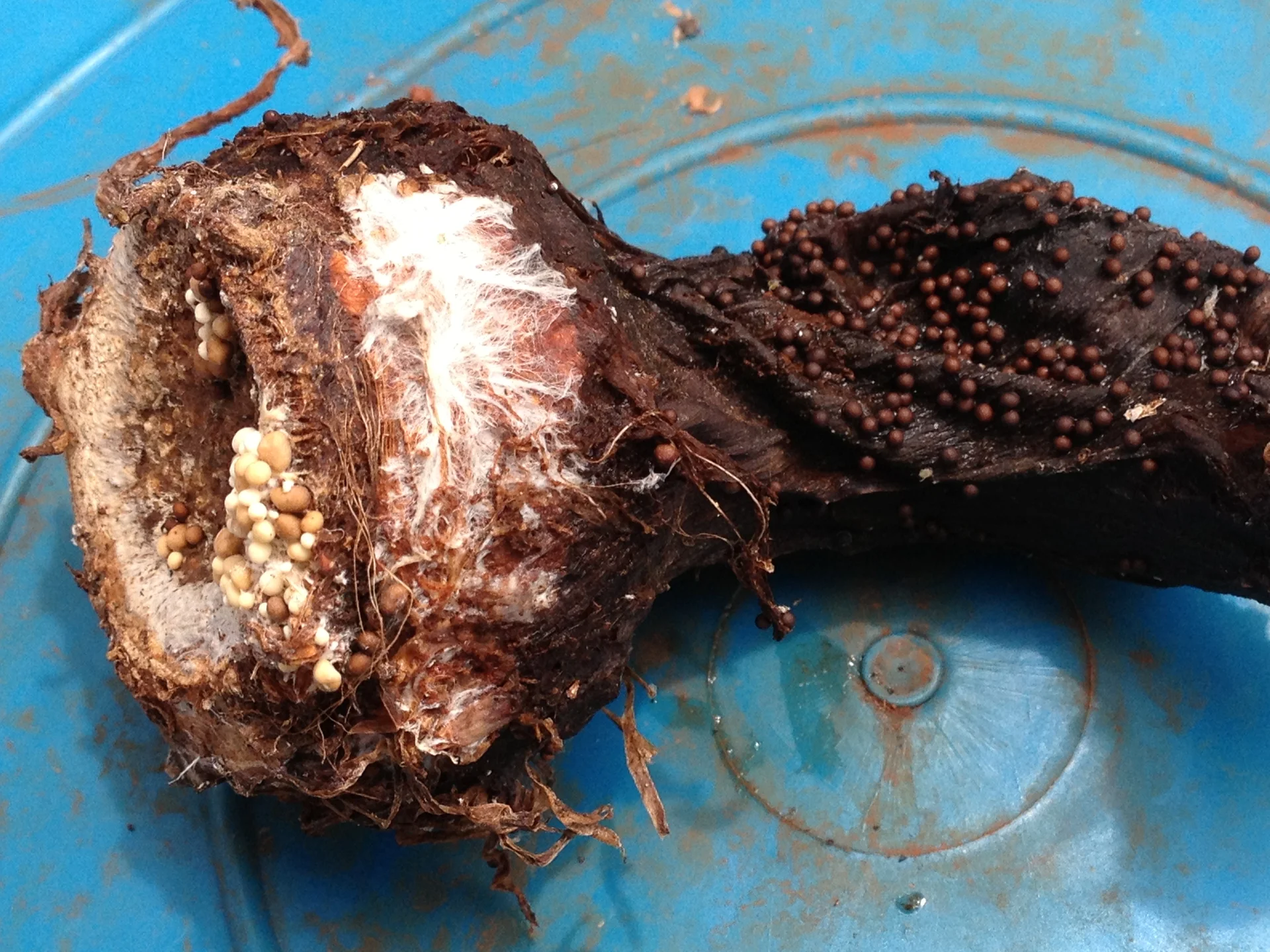 White cottony mould and round mustard-seed sclerotia (white to tan to dark brown) of collar rot fungus on a rotted stem base