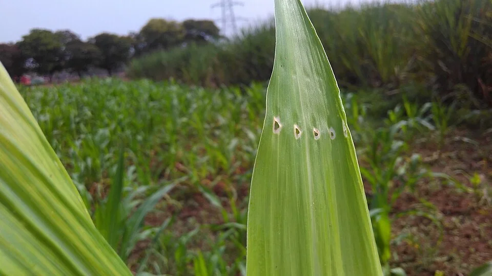Cereal stem borers