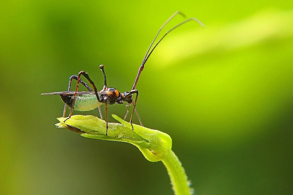Mosquito bug (Helopeltis)
