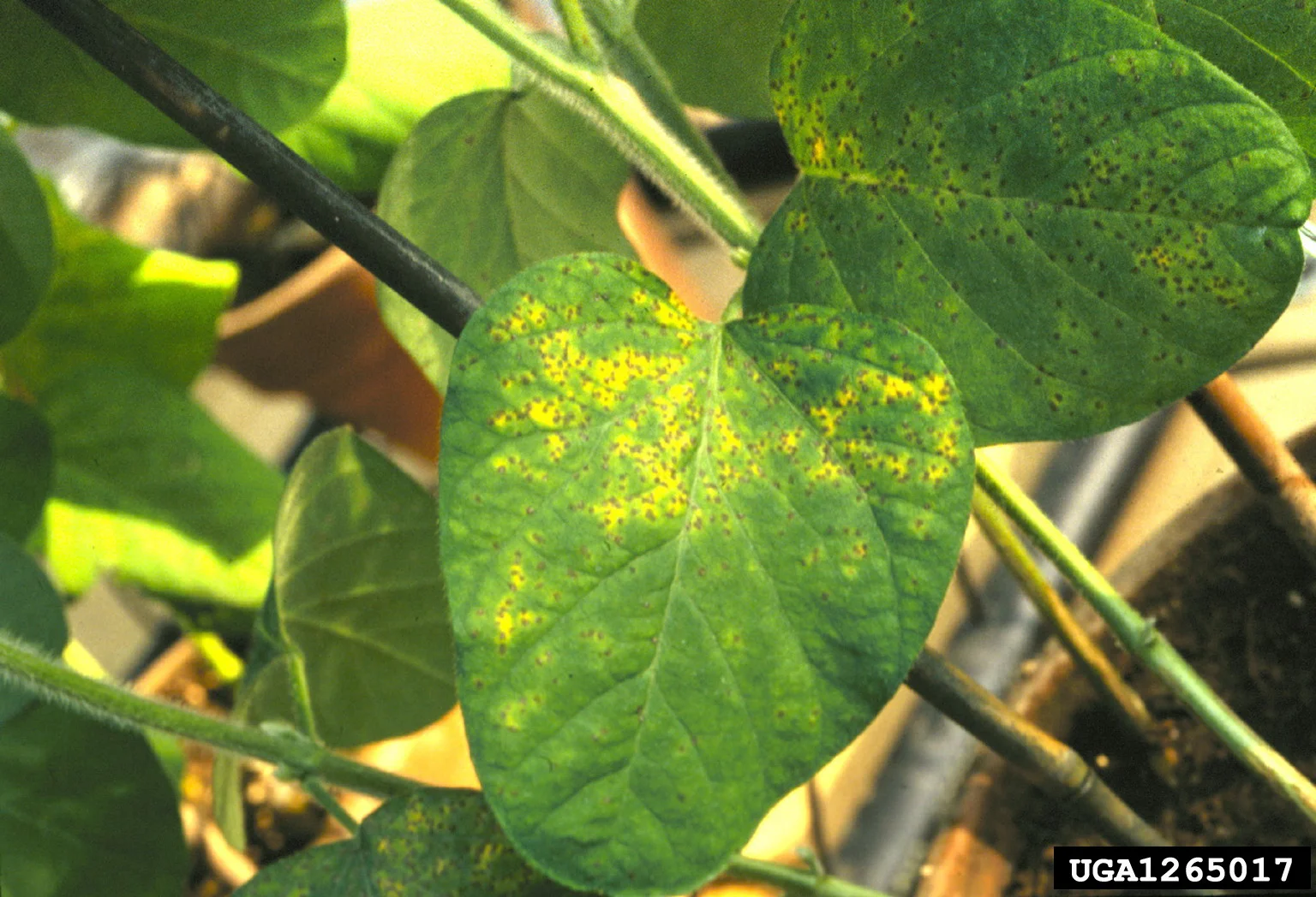 Soybean plant leaf with yellow patches and scattered small brown rust pustules on the upper surface